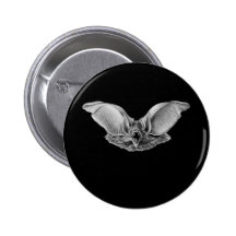 Brown Long-eared Bat Pins