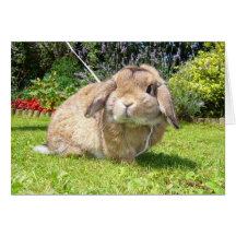 Brown lopped ear rabbit with lavender greeting cards