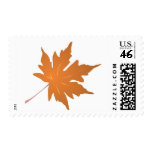 Brown Maple Leaf