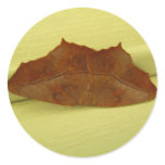 Brown Moth ~ sticker
