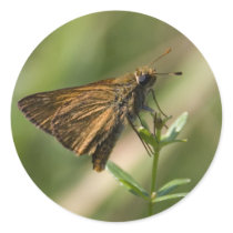 brown moth stickers