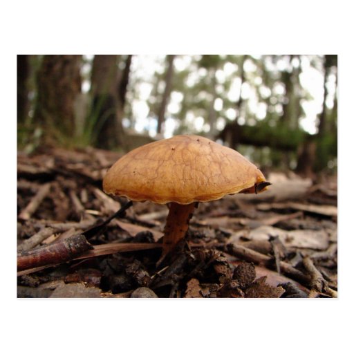 Brown Mushroom Postcards