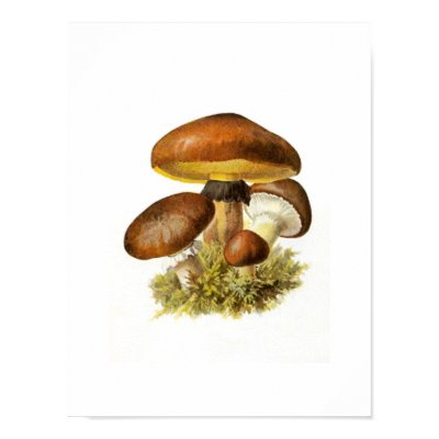 Brown Mushroom Print by mosswood