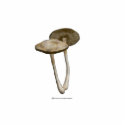 Brown Mushrooms with pink clover Sculpture photo sculptures by Rockangel1 Brown Mushrooms with pink clover Sculpture photo sculptures