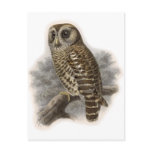 Brown Owl Post Cards