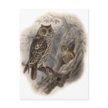 Brown Owl Postcard