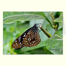 Brown Painted Butterfly cards