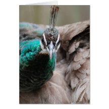 Brown Peacock  Greeting Card