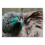 Brown Peacock  Greeting Card
