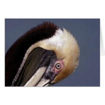 Brown Pelican cards