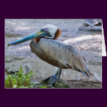 Brown Pelican Card