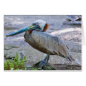 Brown Pelican Card