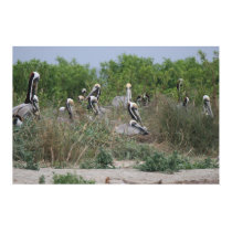Brown Pelican Colony posters