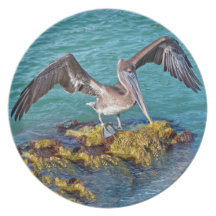 Brown Pelican Gulf of Mexico Plate