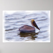 Brown Pelican in Harbor Print