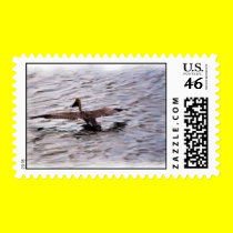Brown Pelican in the Harbor ll Postage stamps