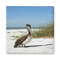 Brown Pelican Magnet