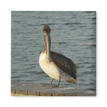 Brown pelican. magnets