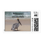 Brown Pelican Pelecanus occidentalis stamp