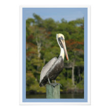 Brown Pelican Photographic Print