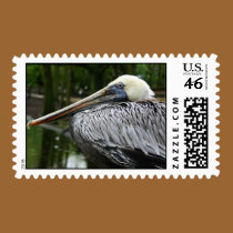 Brown Pelican stamps
