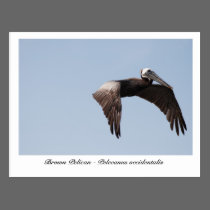 Brown Pelican Postcard postcards
