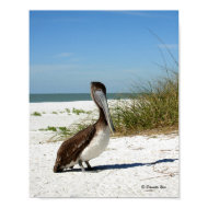 Brown Pelican Poster print