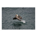 Brown Pelican Poster posters by Gilliand_Photo Brown Pelican Poster posters