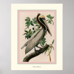 Brown Pelican Posters