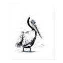 Brown Pelican Print
