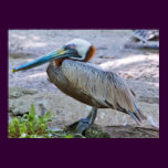 Brown Pelican Print