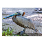 Brown Pelican Print
