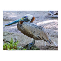 Brown Pelican Print by GrandmaDee Brown Pelican Print