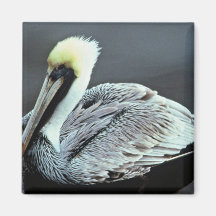Brown Pelican Refrigerator Magnets