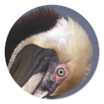 Brown Pelican Sticker