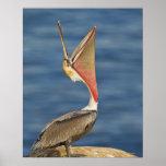 Brown Pelican with mouth open Poster