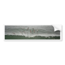 Brown Pelicans and Oregon Surf Bumper Stickers