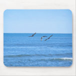 Brown Pelicans