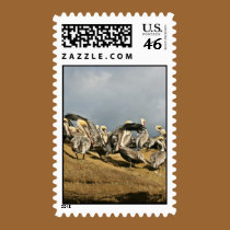 Brown Pelicans stamps