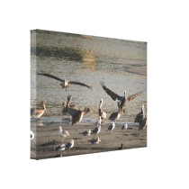 Brown Pelicans Wrapped Canvas