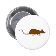 Brown Pet Rat. Berkshire, White Belly. Button