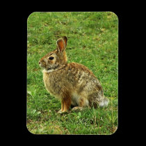 Brown Rabbit Flex Magnet magnets