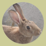 Brown Rabbit Sticker stickers