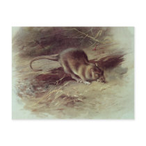 Brown Rat  1918 Post Card