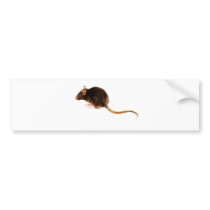 Brown Rat bumper stickers