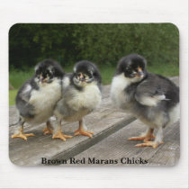 Brown Red Marans Chicks Mouse Pad