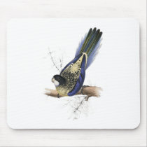Brown’s Parrakeet by Edward Lear Mousemats