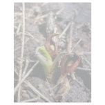 Brown Skunk Cabbage (Symplocarpus Foetidus) flower Letterhead Design