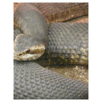 brown snake flyers