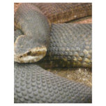 brown snake flyers